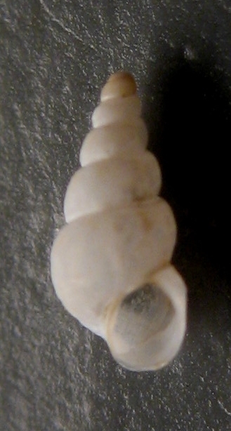 Rissoidae da Cabopino